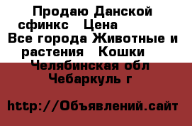  Продаю Данской сфинкс › Цена ­ 2 000 - Все города Животные и растения » Кошки   . Челябинская обл.,Чебаркуль г.